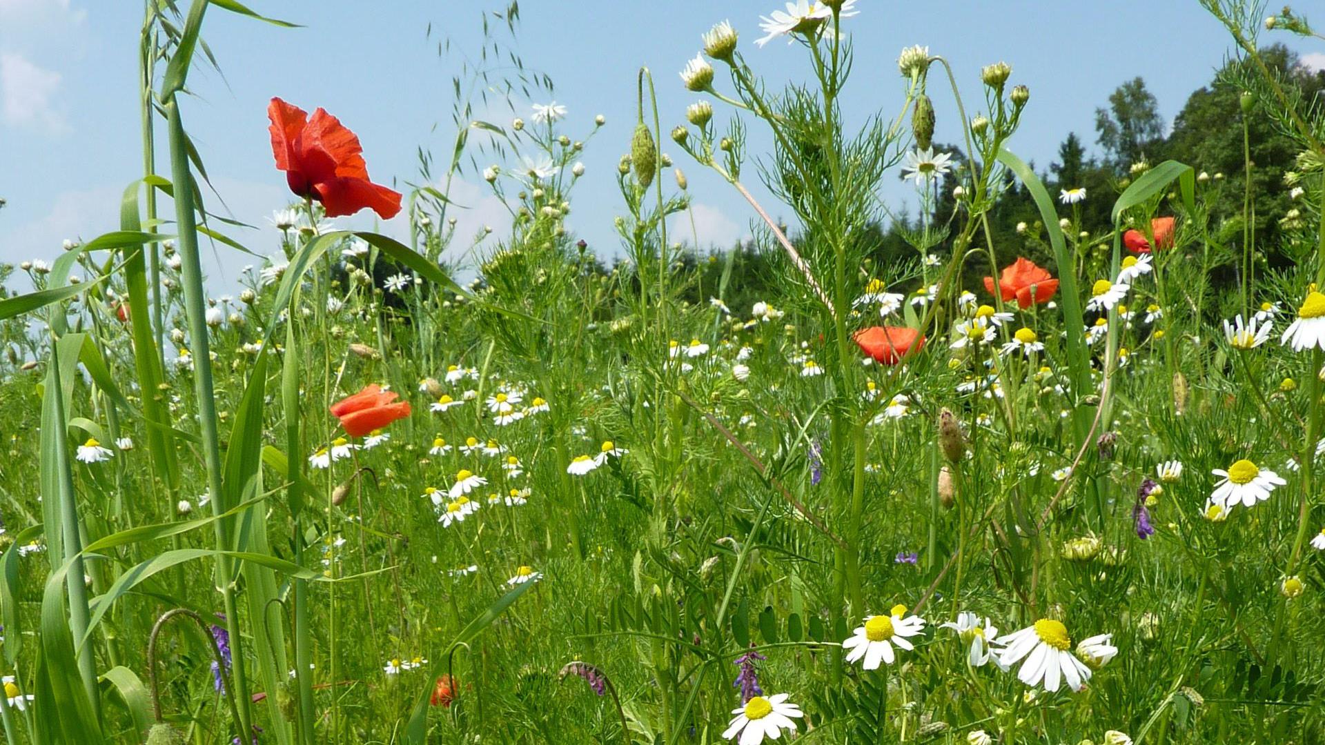 Landschaftsplanung